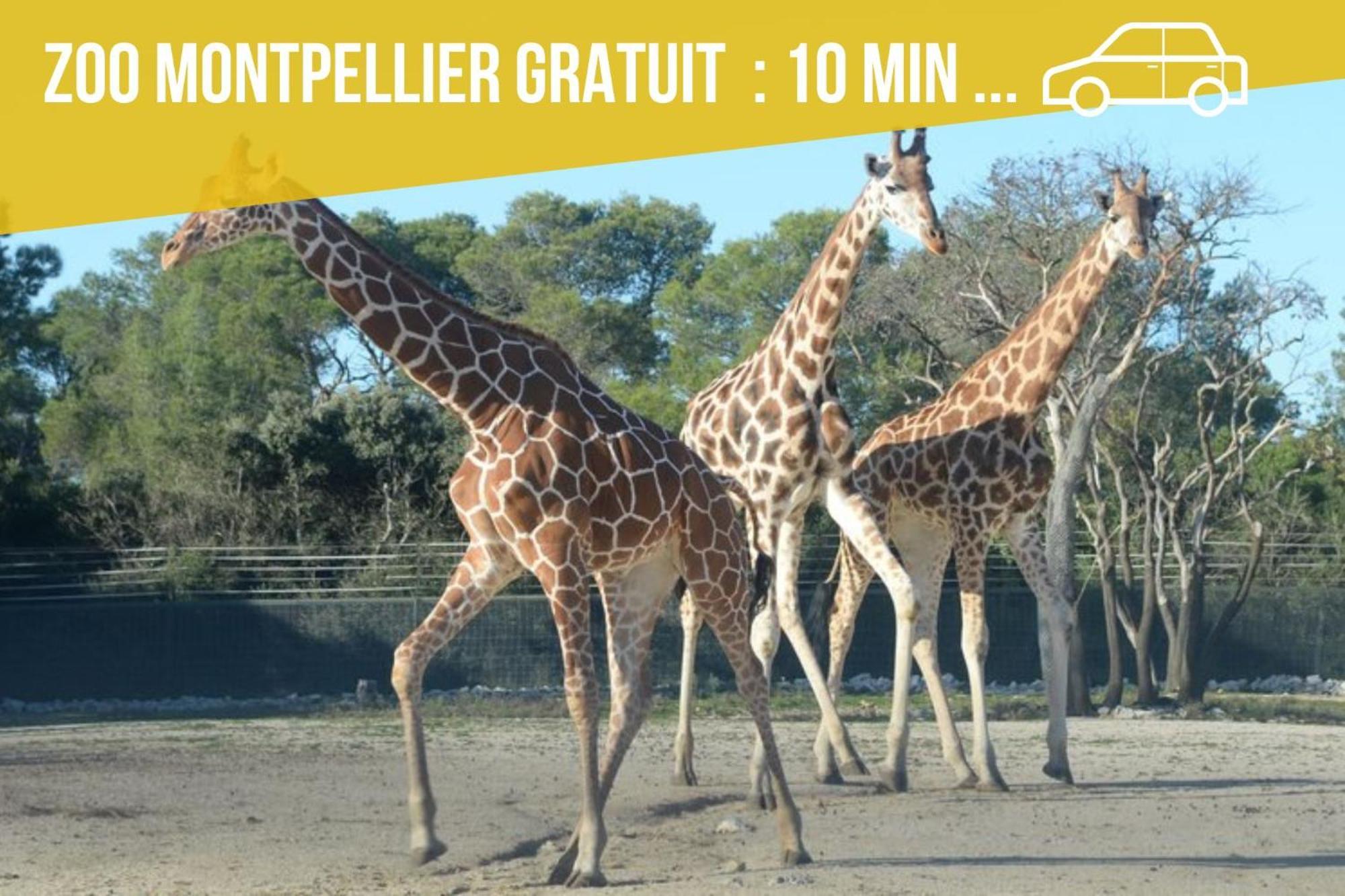 Amja Proche Clinique Saint-Roch Apt 3 Chambres 3 Salles De Bain Parking Gratuit Ideal Famille Groupe Coworking 10 Min Centre Ville 10 Min Plage 5 Min Sortie Autoroute มงต์เปอลิเยร์ ภายนอก รูปภาพ